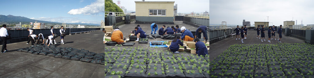 常緑キリンソウ袋方式：中学生による屋上緑化