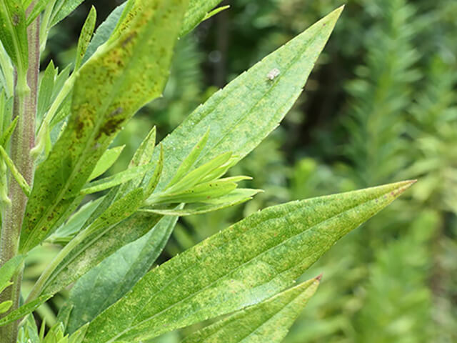 セイタカアワダチソウ（背高泡立草）は、キク科アキノキリンソウ属の多年草です。葉だけをアップで撮った写真