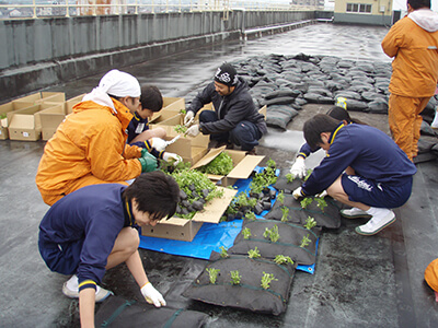 常緑キリンソウニュース：中学校で屋上緑化の取組  Vol.8