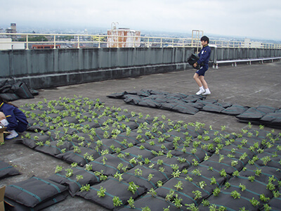 常緑キリンソウニュース：中学校で屋上緑化の取組  Vol.8