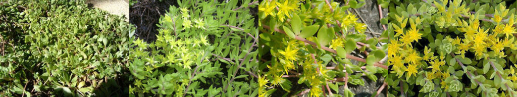 屋上緑化システムで使用する植物：ツルマンネングサ（蔓万年草）　ベンケイソウ科セダム属（マンネングサ属）