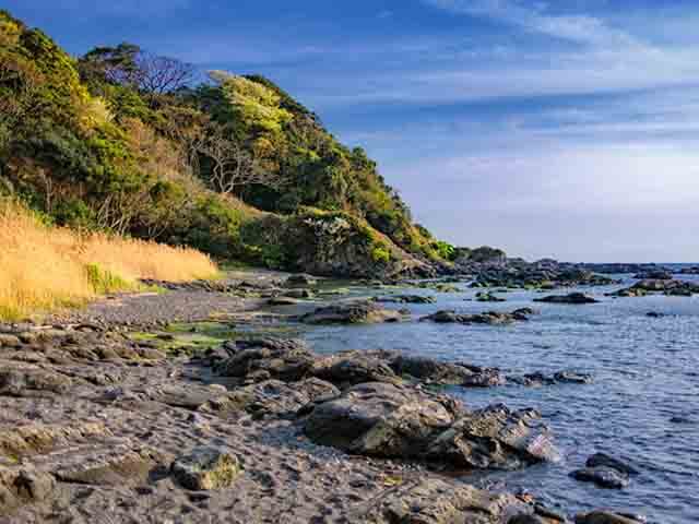 常緑キリンソウの特徴　在来種である（日本の生態系に影響を与えません）　海岸線の岩場の写真遠景