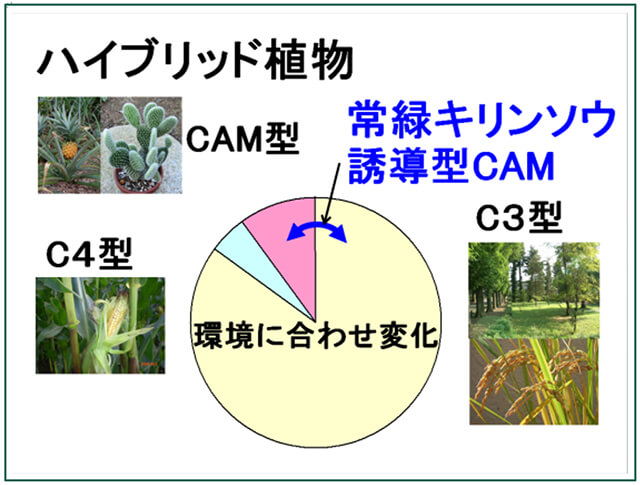 常緑キリンソウの特徴（ハイブリッドな光合成に由来）図解による説明　常緑キリンソウは誘導型CAM　C3型とCAM型の特徴を併せ持つ
