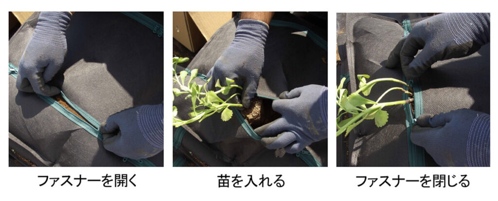 常緑キリンソウ袋方式の使い方　ファスナーを開く　常緑キリンソウの苗を入れる　ファスナーを閉じる