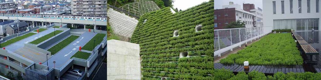 常緑キリンソウSDGsへの取組：屋上緑化・屋根緑化・壁面緑化・法面緑化など都市緑化の推進