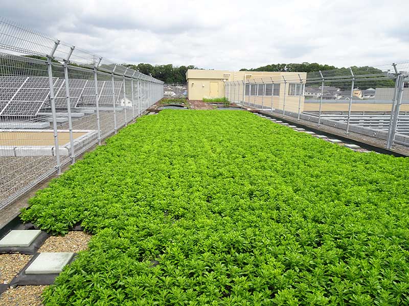 常緑キリンソウ ガイアの夜明けで紹介 魔法の植物 水害を防ぐ