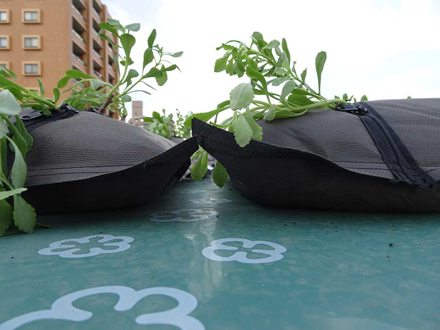 常緑キリンソウ袋方式の袋断面。中央部がやや膨らんだ形状となり、袋同士が密着せず周囲に排水用の空間が生じている状態を示す写真。