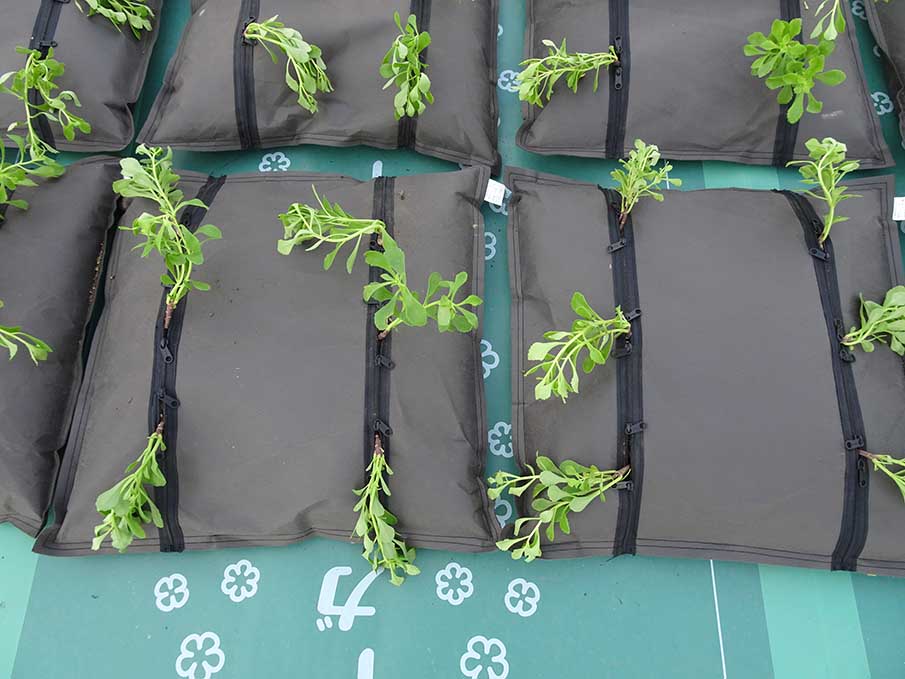 常緑キリンソウ袋方式を上から見た写真。袋の四辺まわりに連続した隙間が形成され、水の流れる空間が確保されている様子。