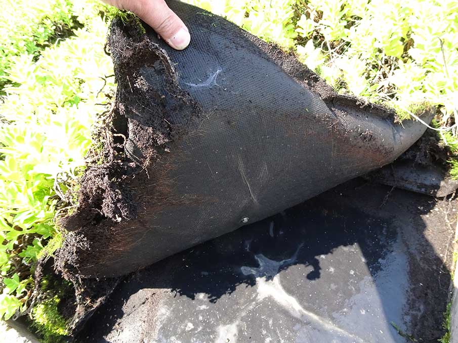 常緑キリンソウ袋方式の袋下面。袋から植物の根が突出しておらず、袋材に損傷が見られない状態を示す写真。