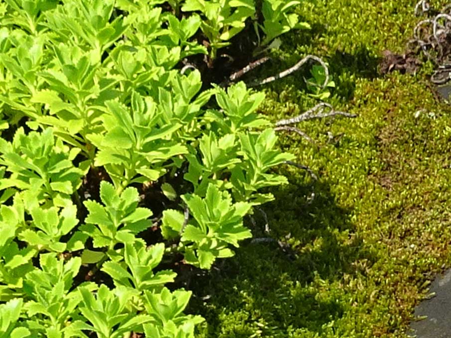 常緑キリンソウ袋方式の袋表面。植物および苔類が袋表面を覆い、直射日光が当たりにくい状態を示す写真。