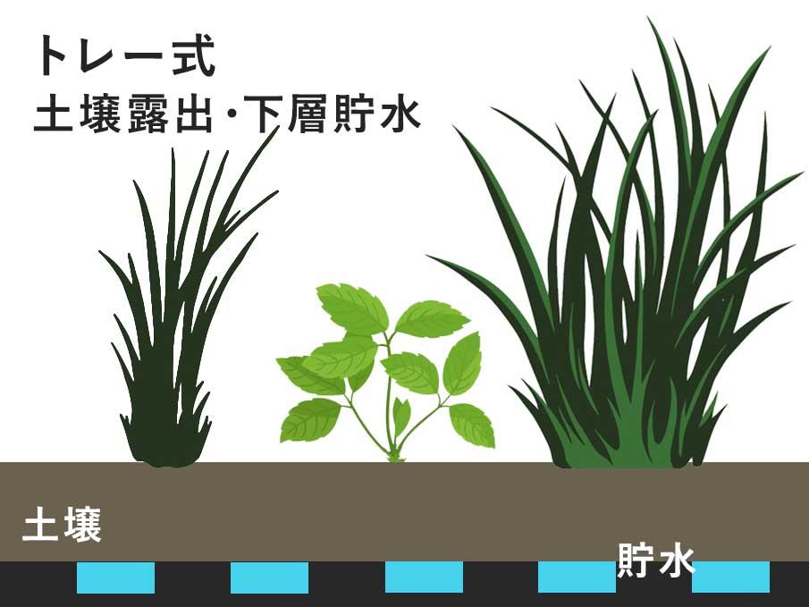土壌が露出し下層に貯水層を持つことで、雑草にも生育条件が与えられるトレー式屋上緑化の断面イメージ
