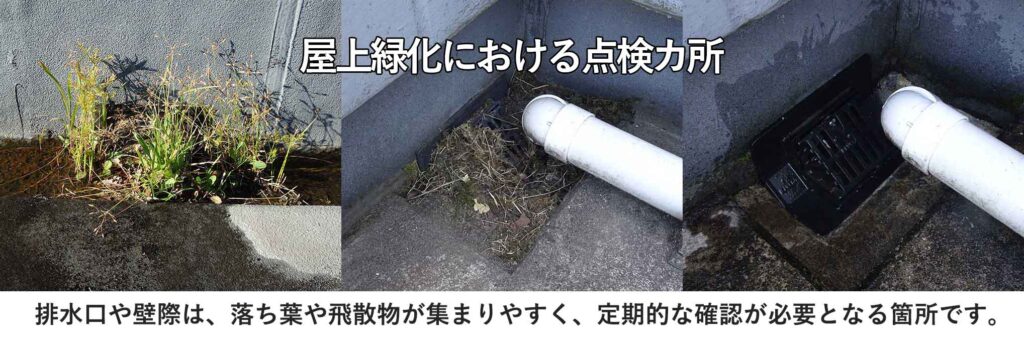 屋上緑化における排水口周辺と壁際の状態例。落ち葉や飛散物、雑草が集まりやすく、定期的な確認が必要となる箇所。