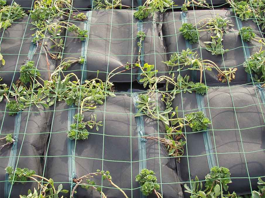 強風時オプションとして、常緑キリンソウ袋方式を樹脂ネットで覆っている状態
