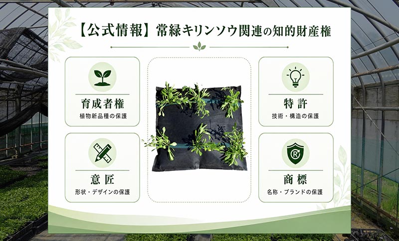 常緑キリンソウ・常緑キリンソウ袋方式・屋上緑化カバー工法に関する知的財産権を示す図。育成者権、特許権、意匠権、商標権により、植物新品種、技術・構造、形状・デザイン、名称・ブランドを保護していることを説明しています。