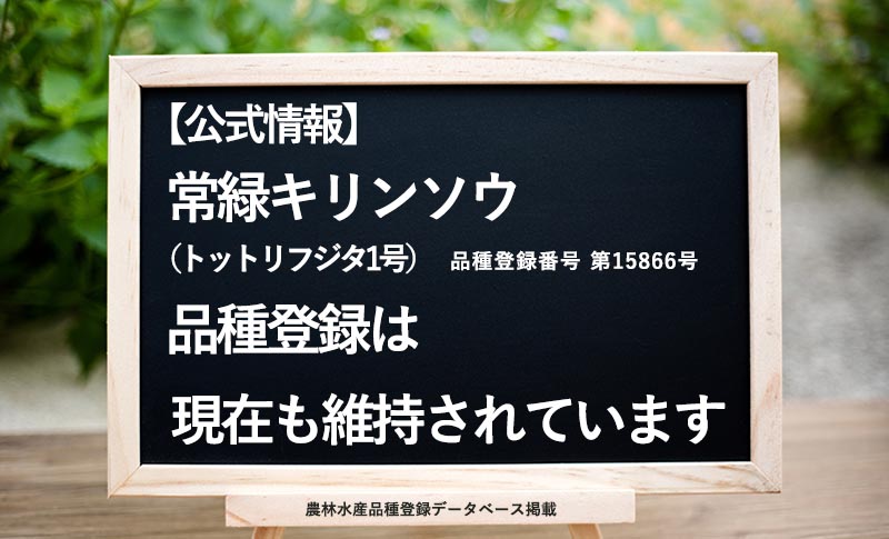 常緑キリンソウ（トットリフジタ1号／品種登録番号 第15866号）の品種登録は現在も維持されています｜The plant variety registration of Evergreen Kirinsou (Tottori Fujita No.1 / Registration No.15866) remains valid and active.